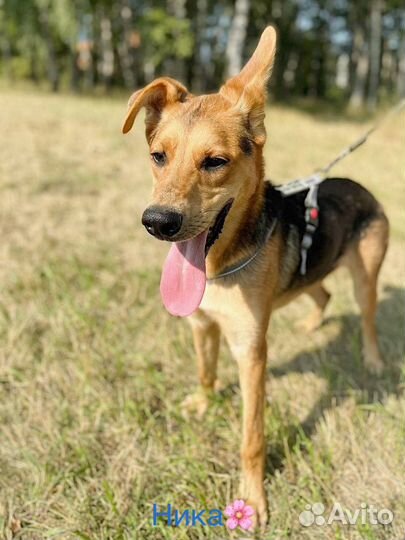 Собака в добрые руки отдам бесплатно