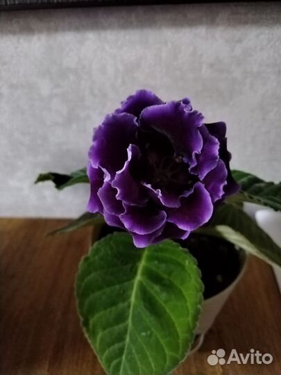 Глоксиния