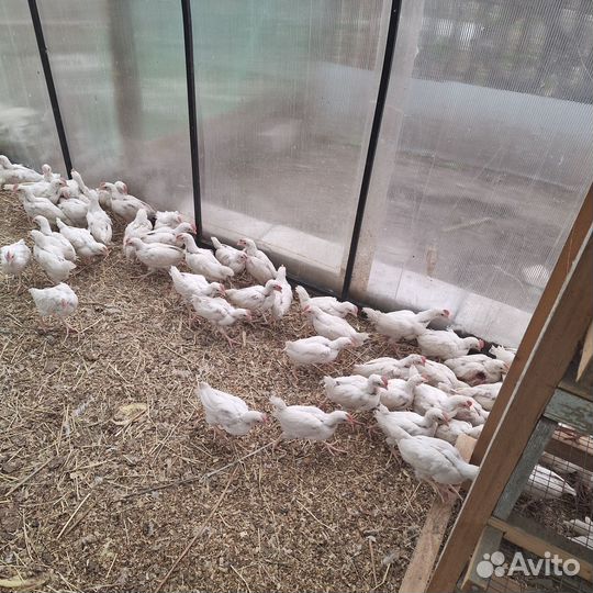 Петухи 2-х месячные