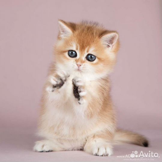 Элитные котята золотая британская шиншилла
