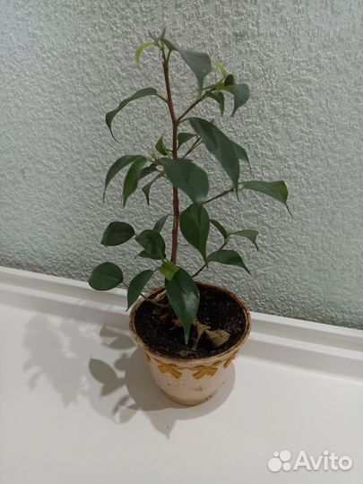 Фикус бенджамина