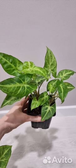 Сингониумы сортовые Часть 1