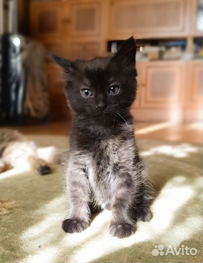 Отдаю котенка