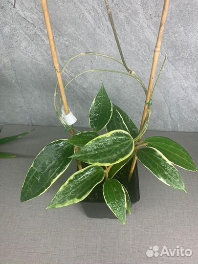 Хойя Macrophylla альбомаргината