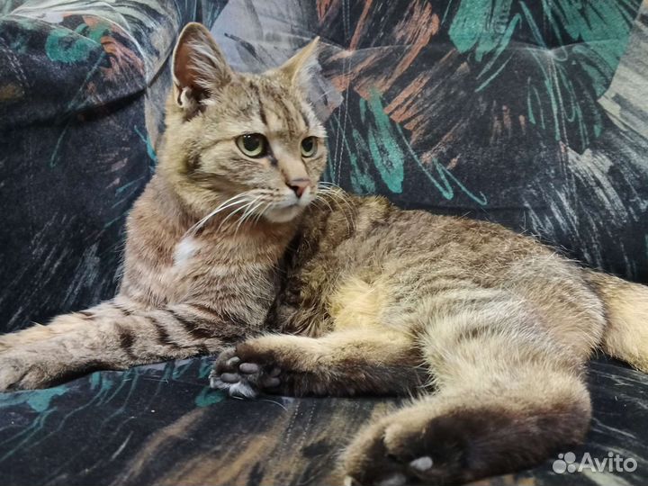 Домашние кошки