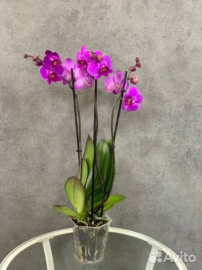 Орхидеи 3-х ствольные