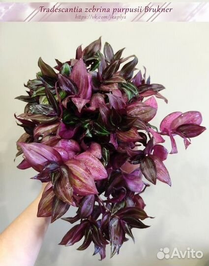 Традесканция тайская квадриколор невеста