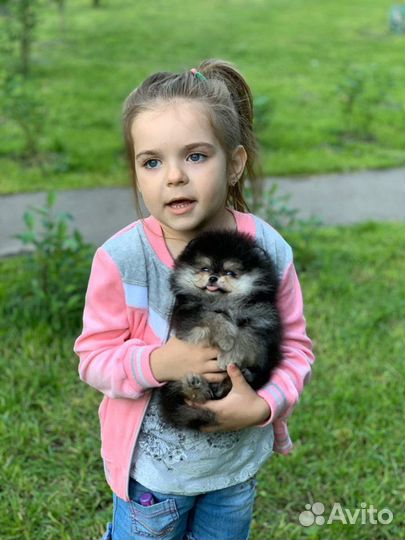 Эксклюзивно красивые малыши Шпица