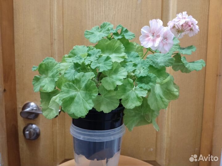 Пеларгонии