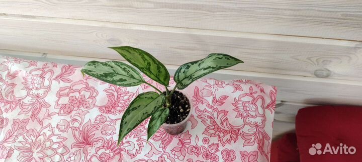 Аглаонема Silver Queen