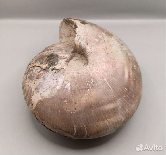 Аммонит Cadochamoussetia, Россия / Окаменелости