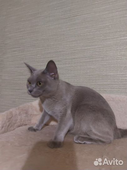 Бурманская