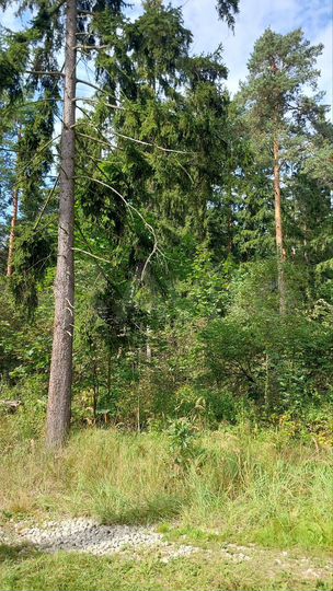 Участок 17 сот. (ИЖС)