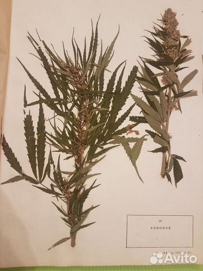 Гербарий сельскохозяйственных растений 1978 г