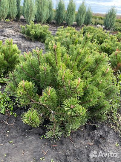 Семена Горной Сосны Мугус - улучшенные