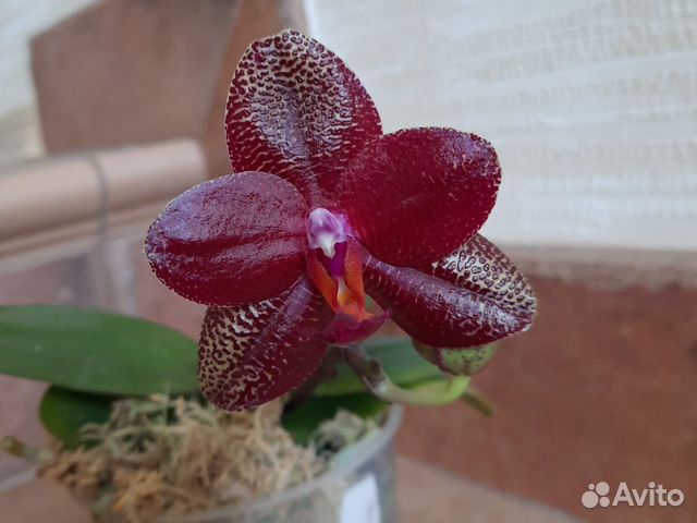 Орхидея фаленопсис Mituo King K-Gold