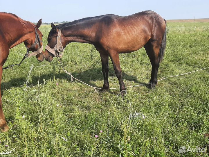Полутяж жеребчики