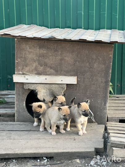 Щенки бесплатно