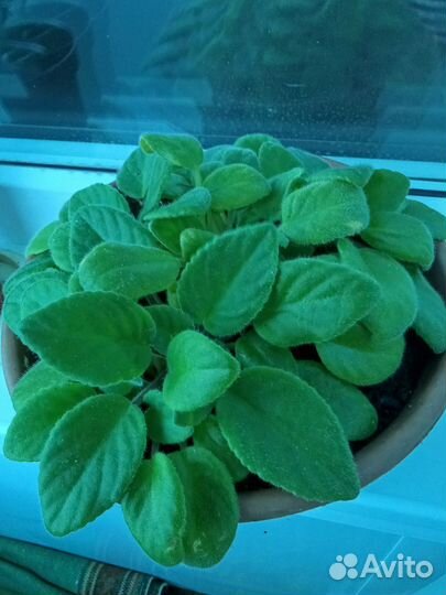 Комнатные цветы фиалки