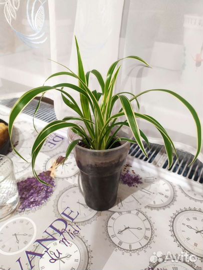 Хлорофитум лаксум