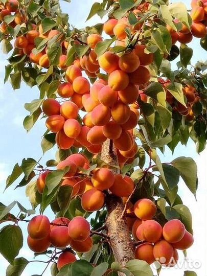 Груша, алыча, слива, персик, абрикос