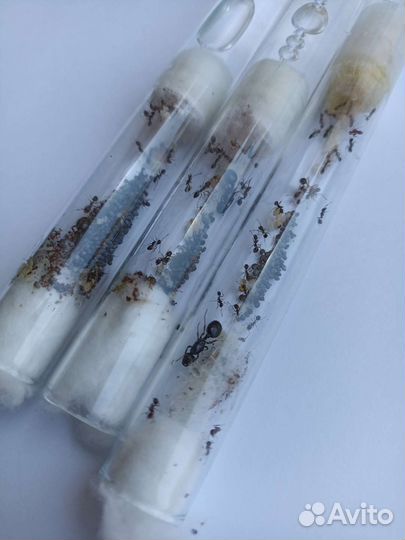 Муравьи жнецы Messor structor