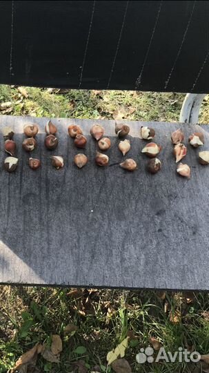 Луковицы тюльпанов