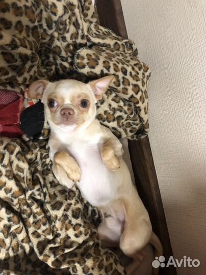 Ищем невесту