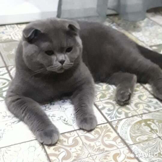 Шотландского вислоухого