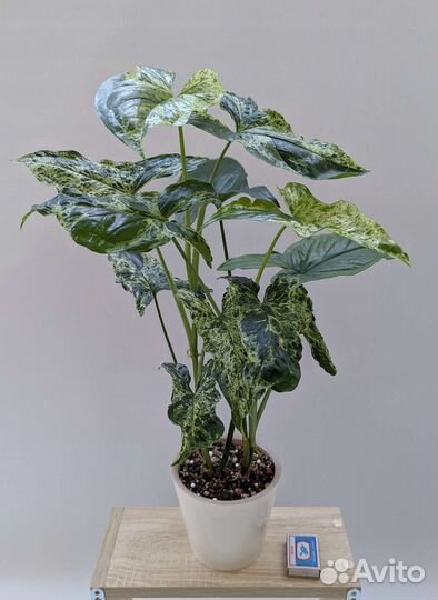 Сингониумы Моттлед, Вендланди