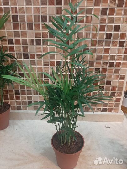 Пальма хамедорея