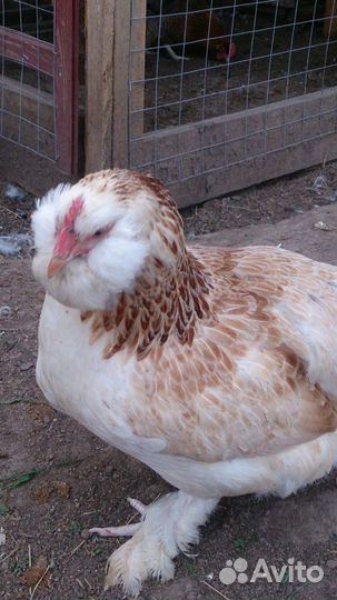 Яйцо инкубационное. Доставка бесплатно