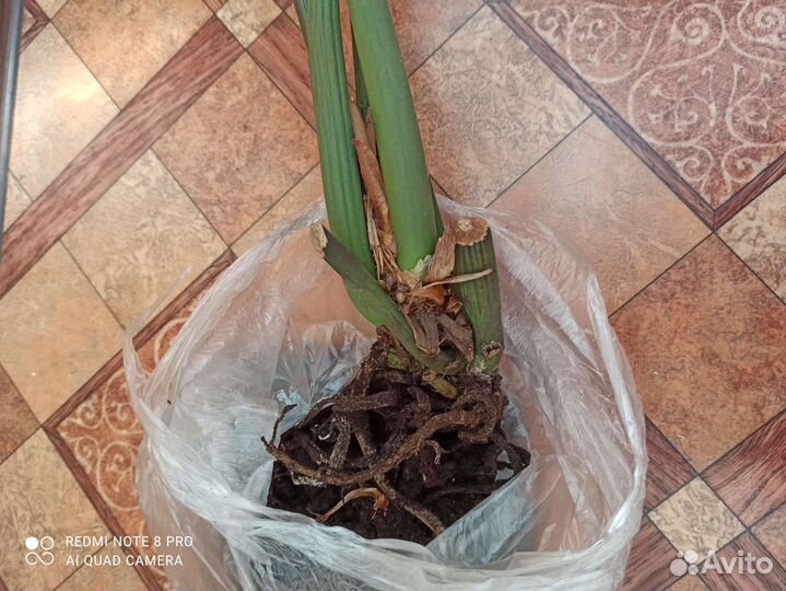 Замиокулькас