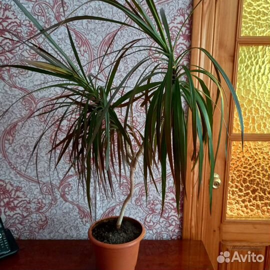 Драцена Маргината окаймленная