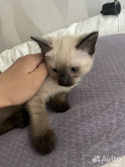 Котенок