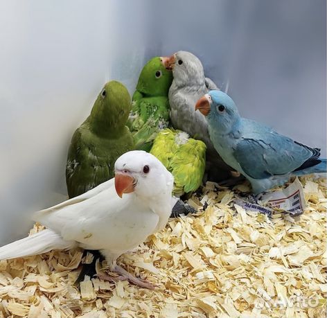 Ручные попугаи выкормыши
