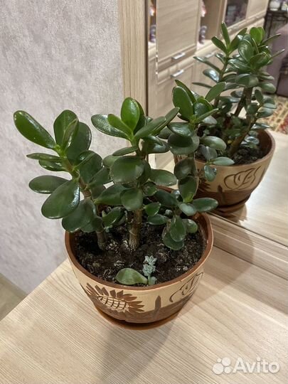 Толстянка. Денежное дерево