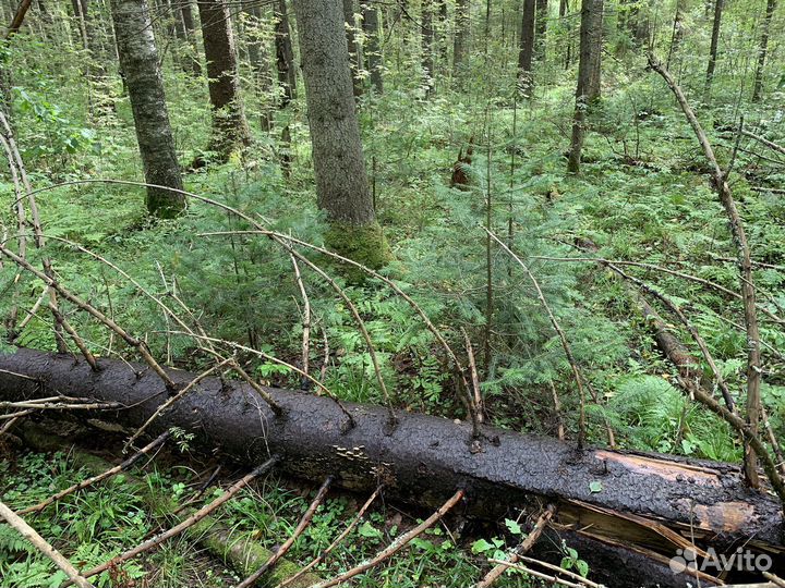 Свежие пихтовые веники для вашего здоровья