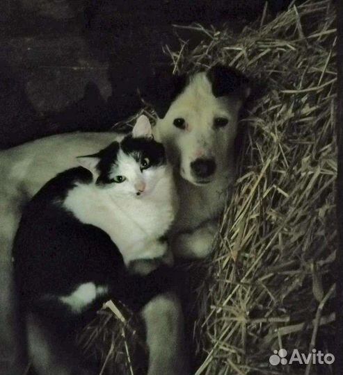 Собака в добрые руки