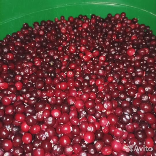 Клюква свежая