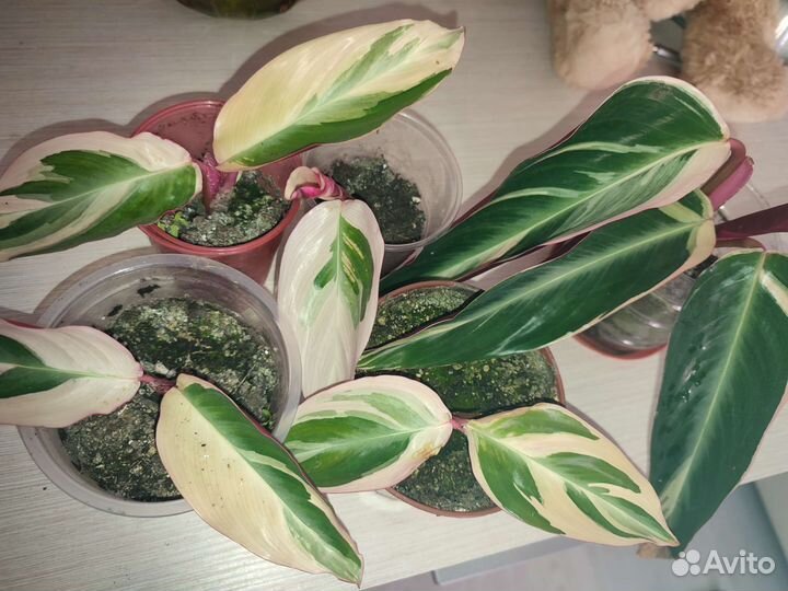 Строманта сингониум хлорофитум эпипремнум цветы