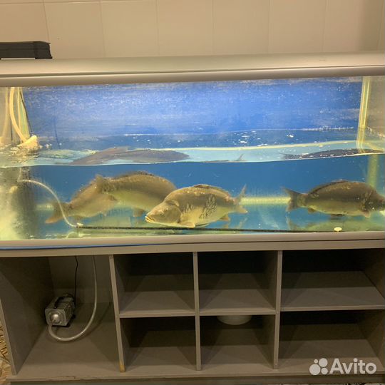 Аквариум