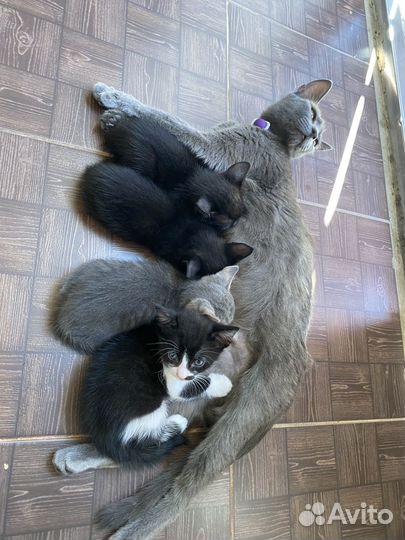 Котята в добрые руки бесплатно