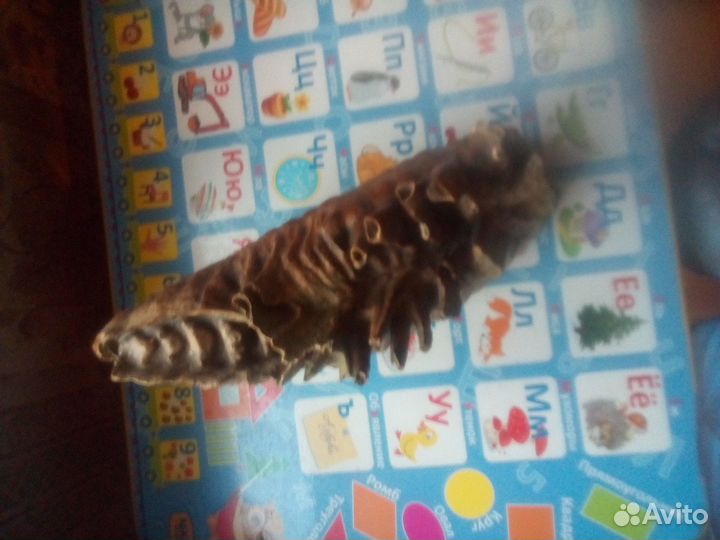 Зуб мамонта