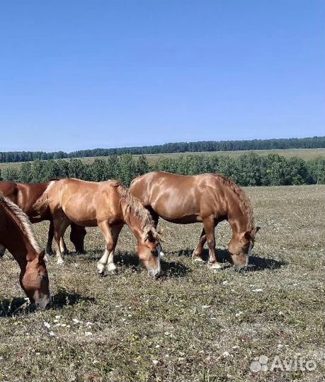 Кобылы и Жеребцы Советские Тяжеловозы