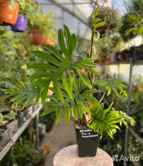 Филодендрон Африка, Тортум, Верукозум и другие