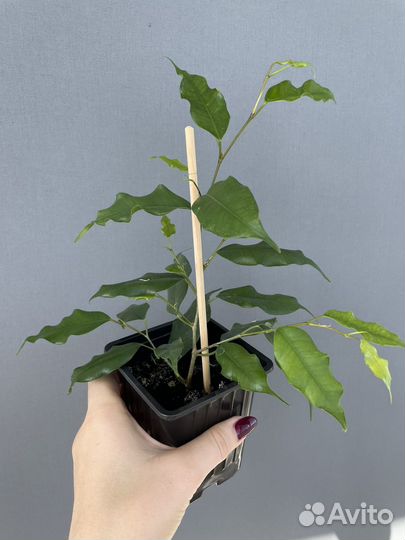 Фикус бенджамина