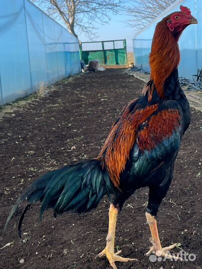 Бойцовые Петухи