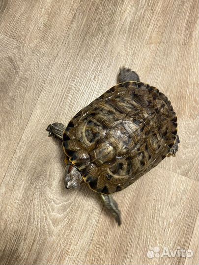 Красноухая черепаха