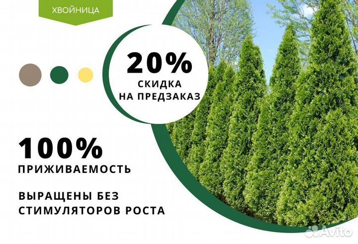 Туи сортовые:Смарагд,Брабант,Колумна 2,8 м